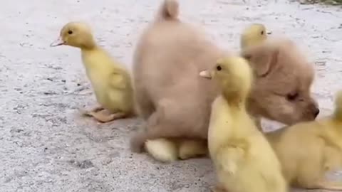 Cute puppy and ducklings you my best friend