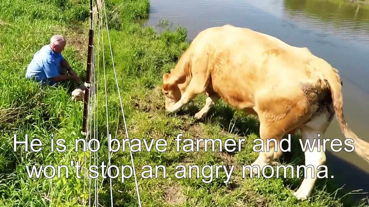 Unbelievable Footage Shows Cow Asking Man To Save Calf