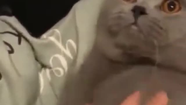 Amazing Funny Cat and Dog