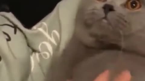 Amazing Funny Cat and Dog