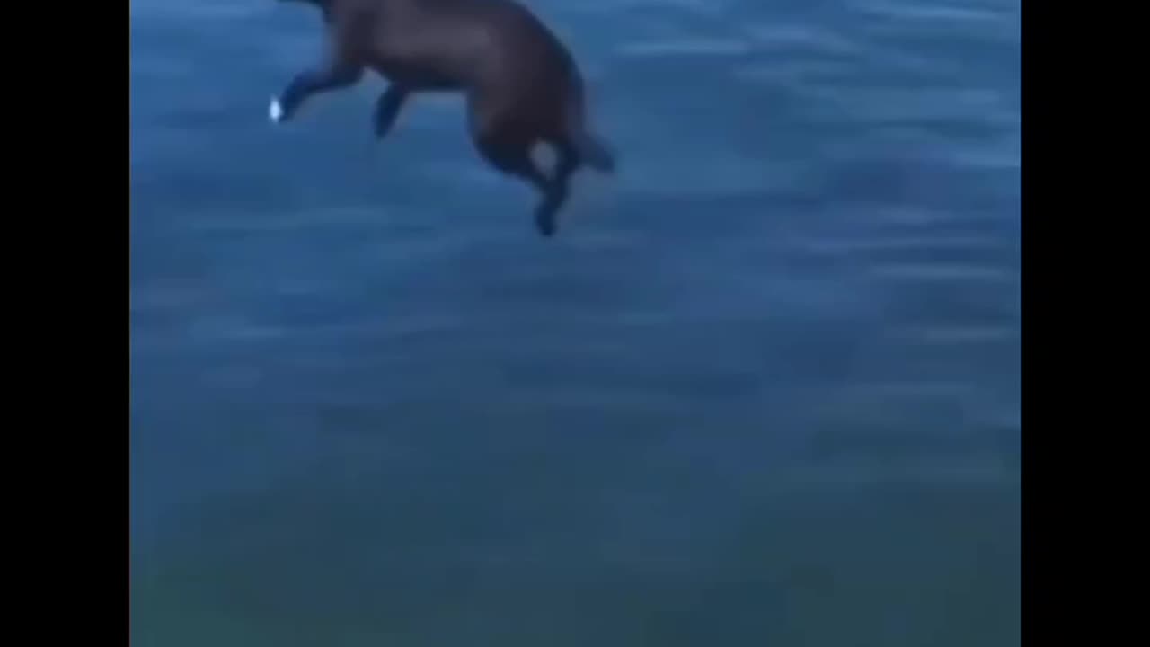 Hilarious Animal Antics|Funny animals|cunning cats|#001fun