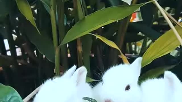 Funny and Cute Baby Bunny Rabbit Videos 🐇 Baby Animal Video 2021