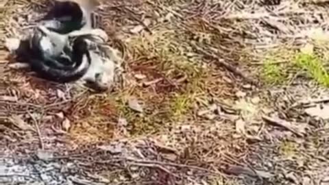 The little squirrel's fierce struggle with a snake to save his friend."