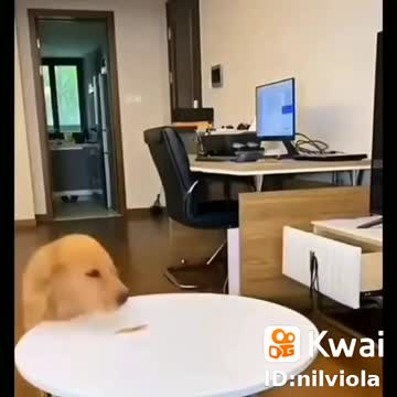 The dog smarter than the owner