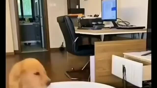 The dog smarter than the owner