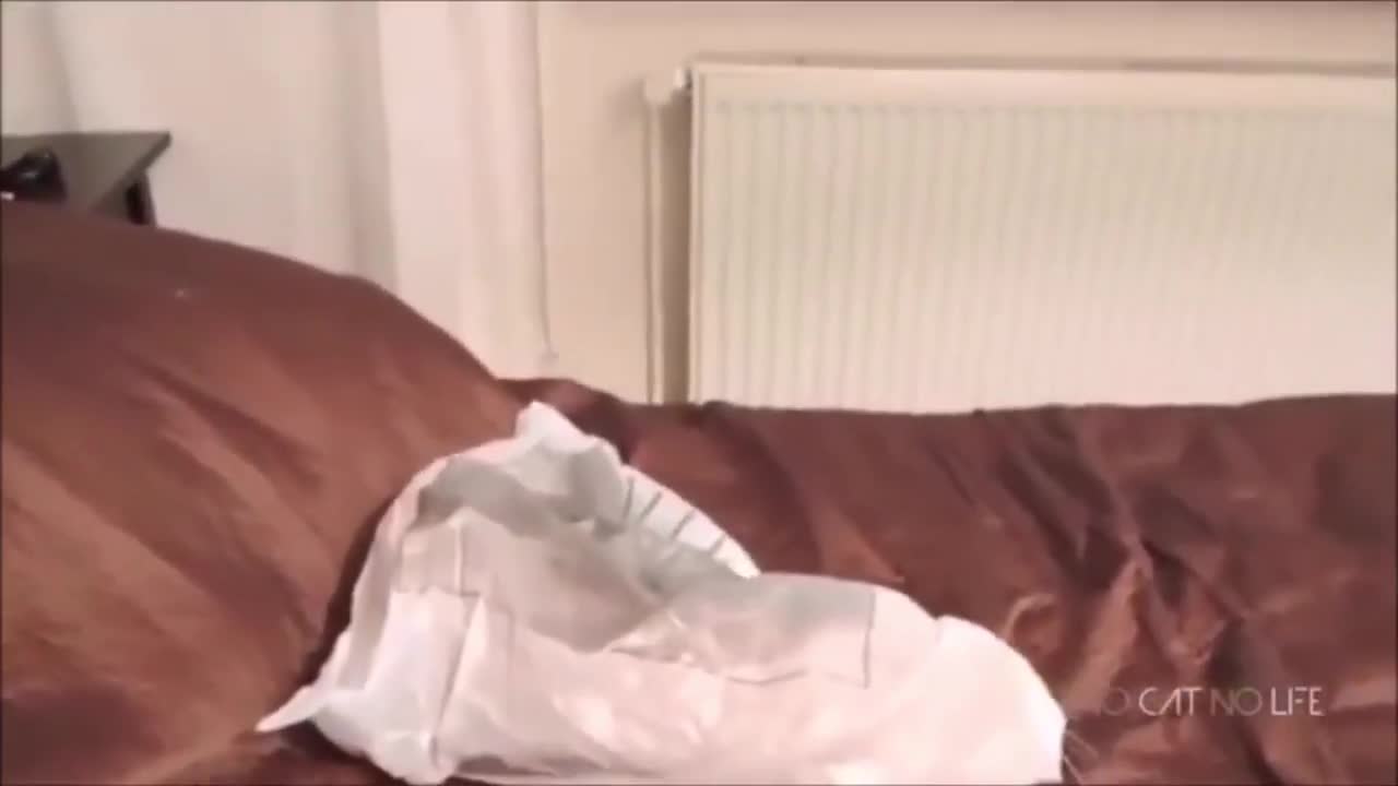 Scaredy Cats Compilation😹 - Don't try to stop laughing 🤣 # 2