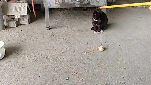 Seducing a street cat with a toy