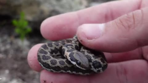 I Flipped a Baby Snake! #thatmoment