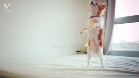 Cute and funny baby dog dancing 😄😄