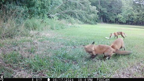 Foxes don't like to share...