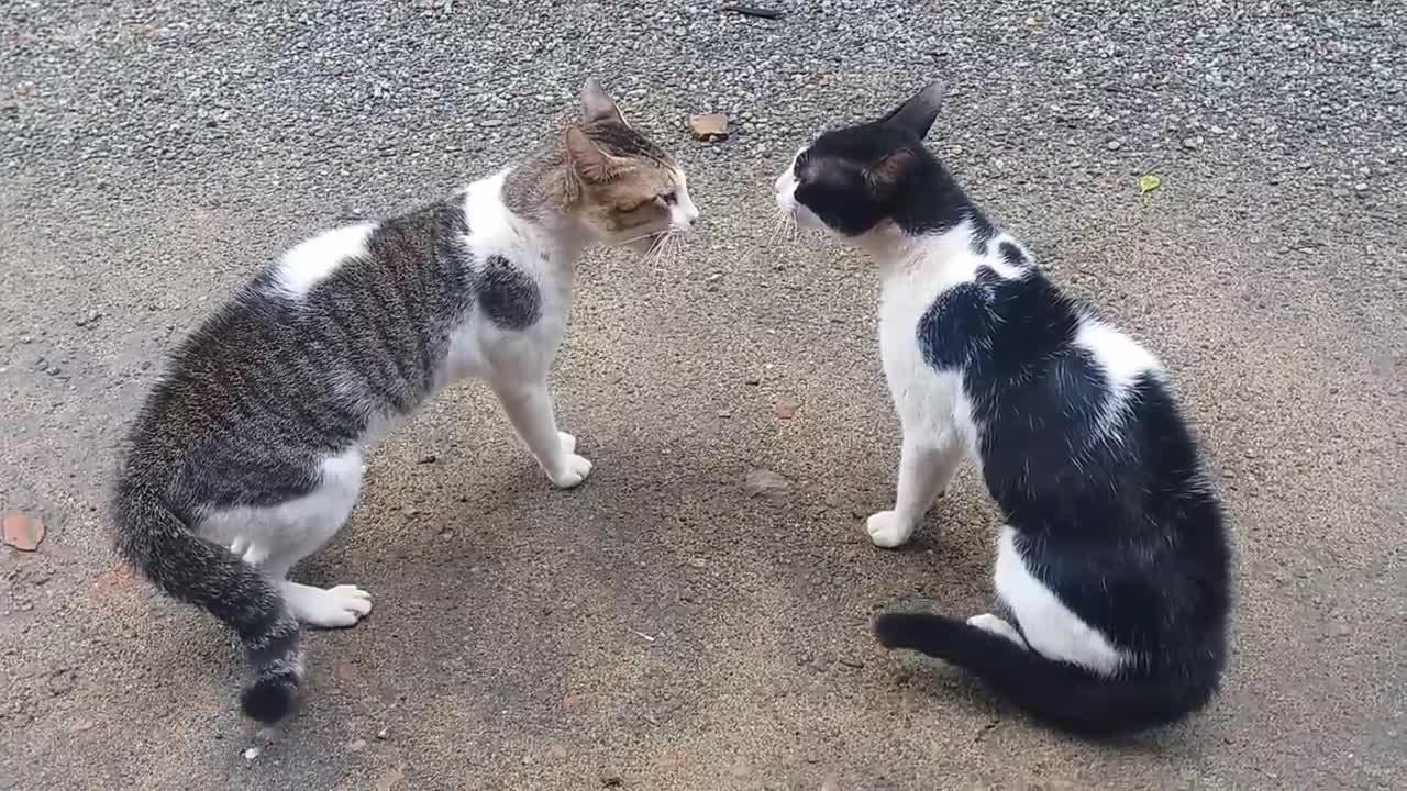 Cats Fighting with sound - Exclusive Video (Play with full sound)