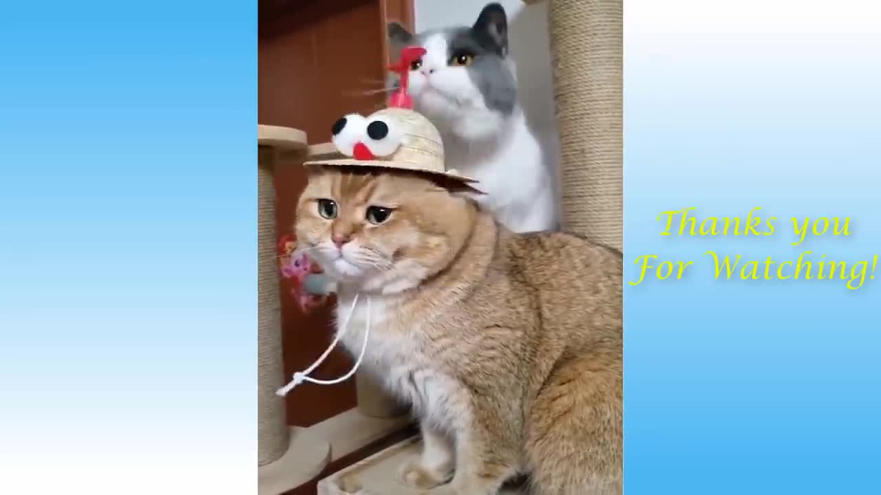 Really cute and funny pets compilation