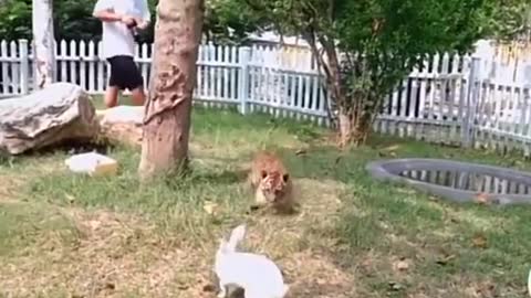 Hehe! What a pair. Wild animals have an inborn love for their fellow beings, I guess, after all.