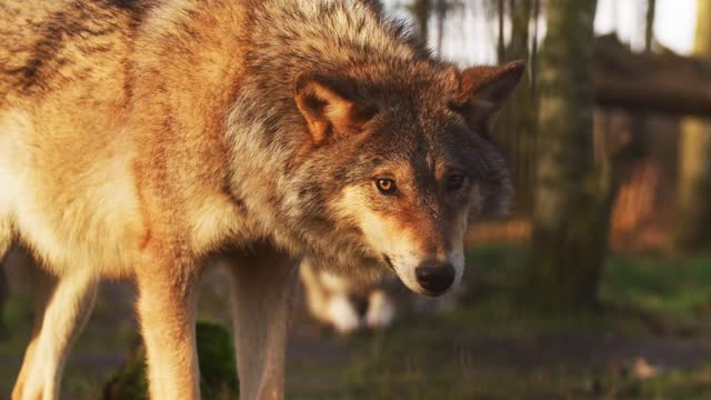Wolf - 27400