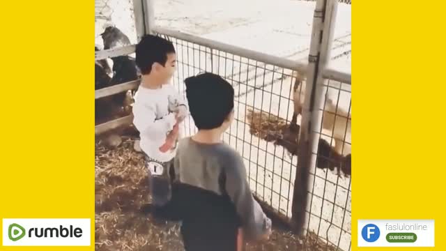 Funny Kids Play with Goat | Funny Video