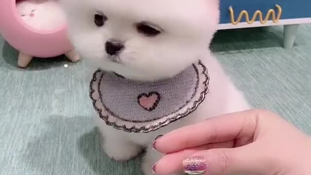Dog funny moment
