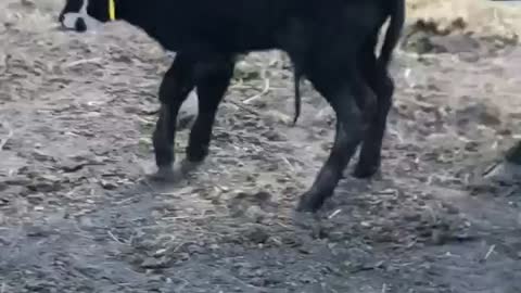 Protective cow