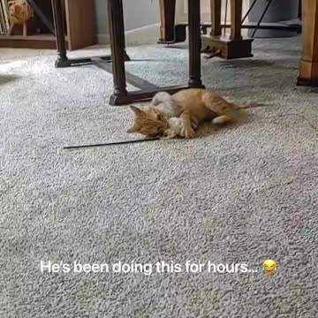 Kitten gets tangled in toy