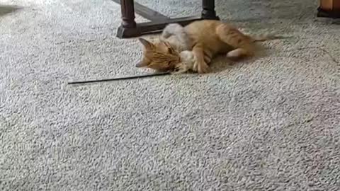 Kitten gets tangled in toy