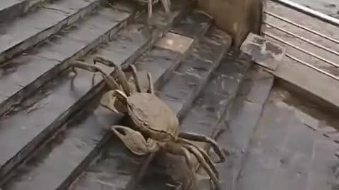 Giant Crabs