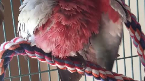 Cockatoo Goes Head Over Heels for Spray Baths