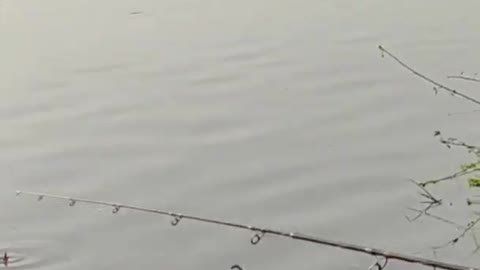 Amazing fishing #short videos - fishing 🎣