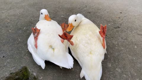 duck on the ground