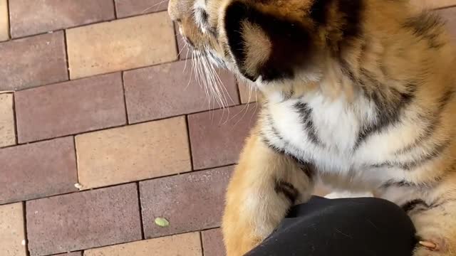 How clingy baby tigers can be