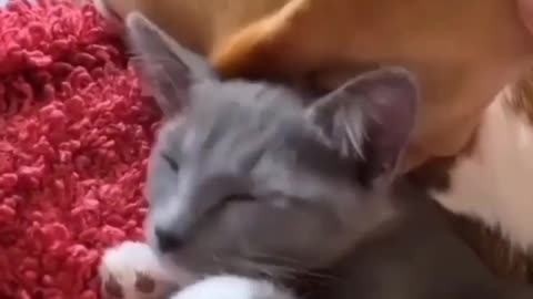 Kitten adorably sits right on top of sleeping dog so cute 😘😘