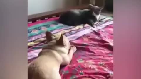 Cats vs dogs 😅