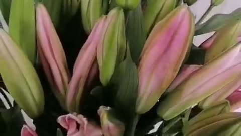 Lilies are about to bloom