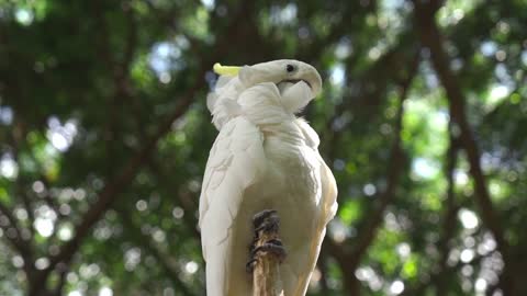 A Cockatoo on a Tree