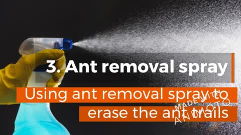 HOW TO GET RID OF ANTS