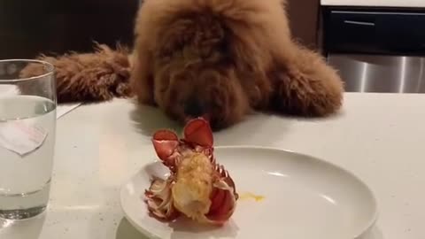 Find food in the kitchen