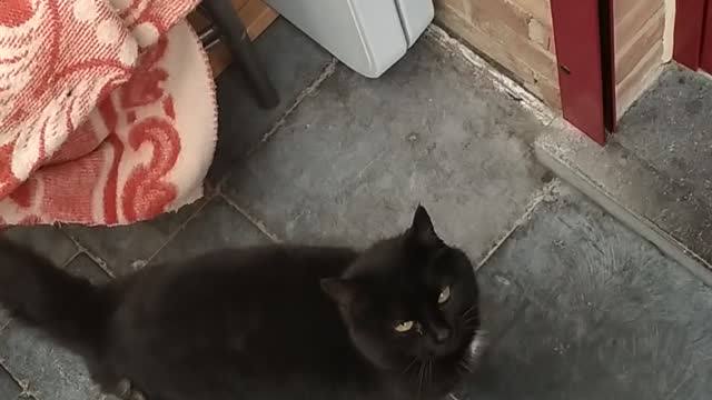 Whiskey oldest cat in town @ Kontich