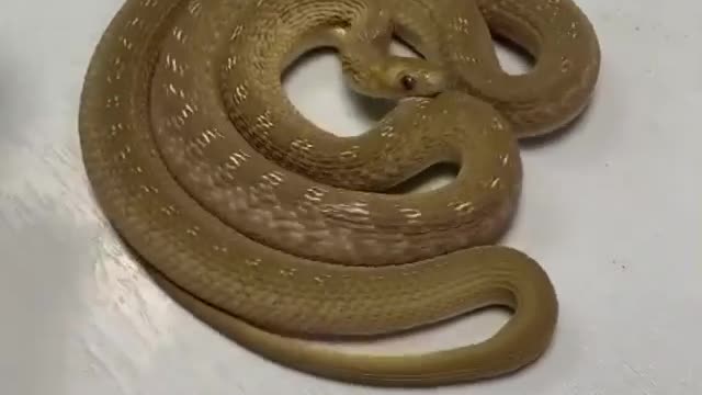 Are you scared of snakes