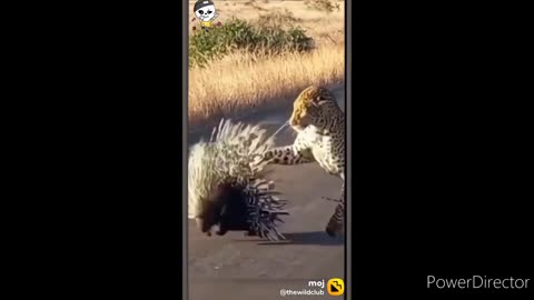 Funny animal video