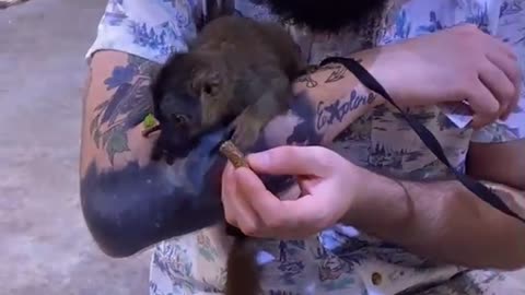 Feeding Baby Monkey