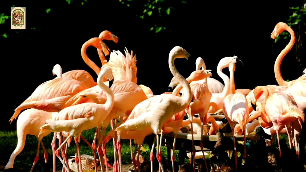 Why are Flamingos Pink? And Other Flamingo Facts