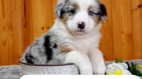 🫠 #motivational #cuteanimals #puppies #funnyanimals #positivevibes