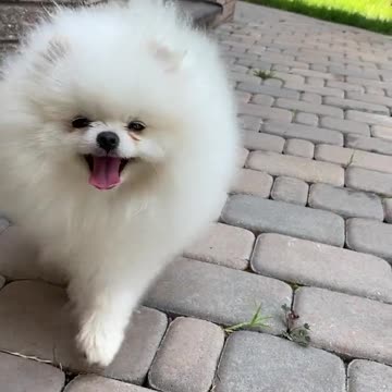 Funniest & Cutest Labrador Puppies - Funny Puppy Videos 2022