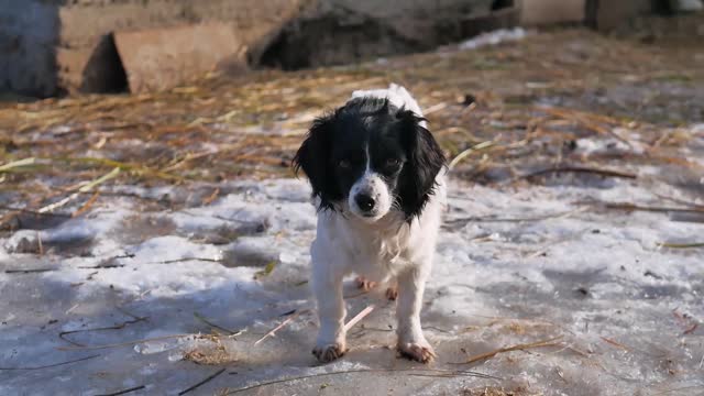 portrait of a mongrel dog in winter