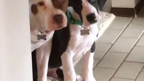 Two puppy pitbulls stare at camera sadly