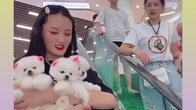 Funny and Cute Dog Video Compilation,🐕🐕_01 _#short