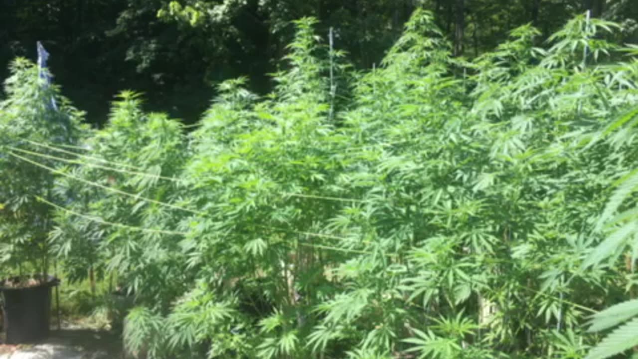 Today: why can’t we have nice things: when leaders only care about themselves p final