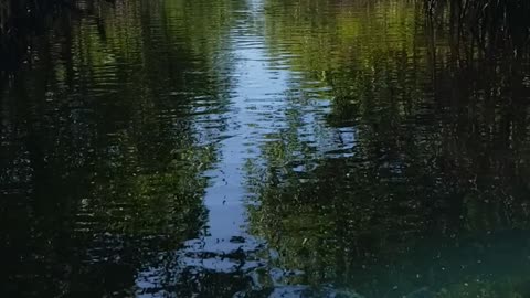 Fan boat Ride in FL