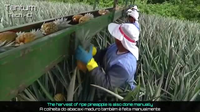 Amazing Cultivation Process and Processing of Pineapple for Juice - Modern Agriculture Machines