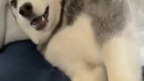 funny husky video ever!!!!!