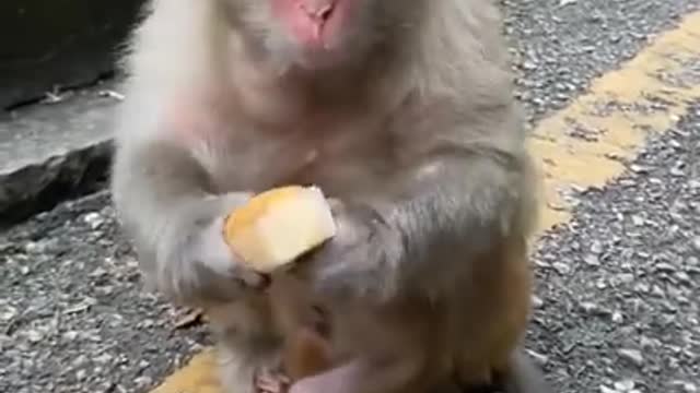 Funny monkey is eating cake