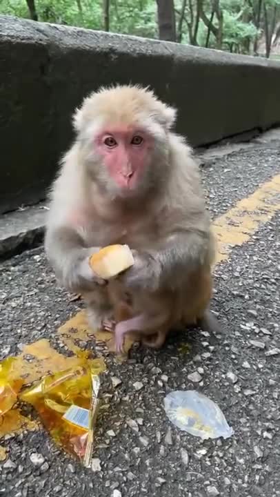 Funny monkey is eating cake